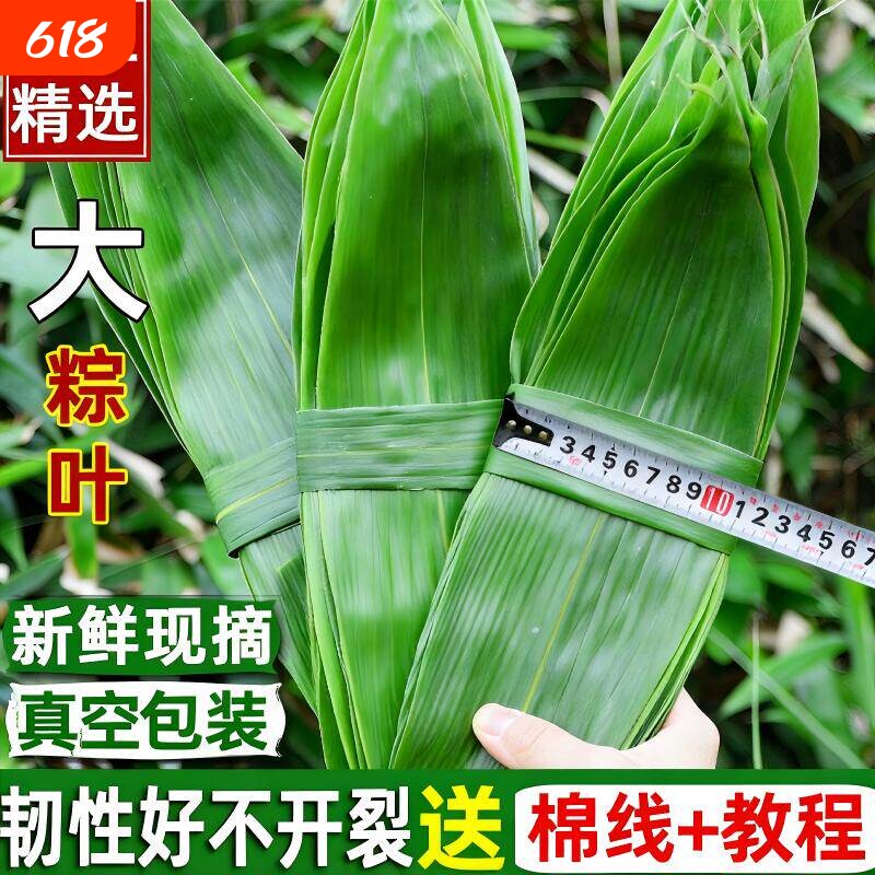 粽子叶棕叶新鲜大号包粽子专用的叶子商用批发干粽叶大野生鲜粽叶