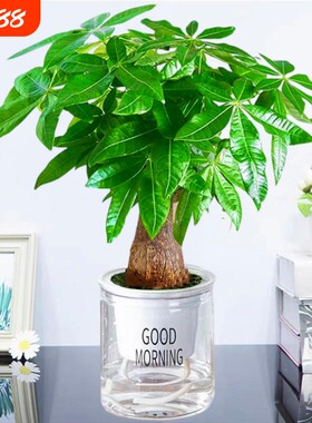 发财树盆栽绿植物大金钱树室内吸甲醛绿萝文竹水培富贵竹好养客厅