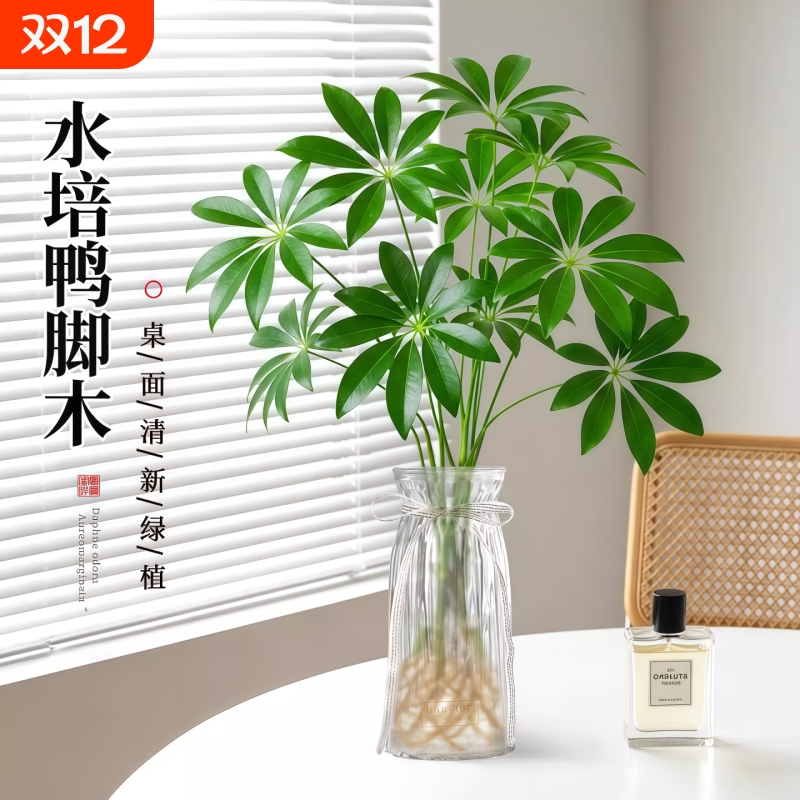 八方来财鸭脚木水培植物室内