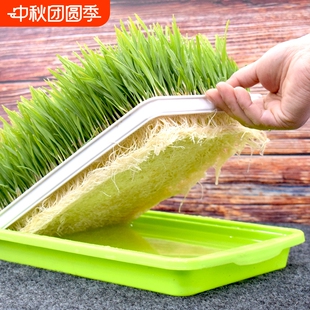 猫草水培猫草种子猫薄荷盆栽猫草种籽套装 种植盒猫咪用品大全