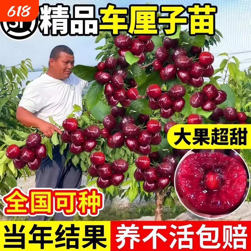车厘子树苗樱桃树苗南方北方种植盆栽庭院果树矮化樱桃树大樱桃苗