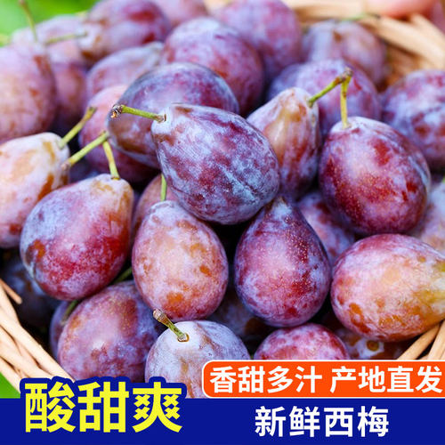 四川特产正宗新鲜西梅蓝蜜当季时令生鲜孕妇水果整箱鲜果国产