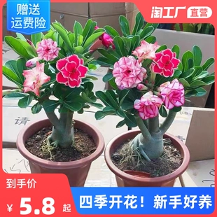 重瓣沙漠玫瑰花苗盆栽带花苞多肉植物老桩室内外绿植盆景四季 开花