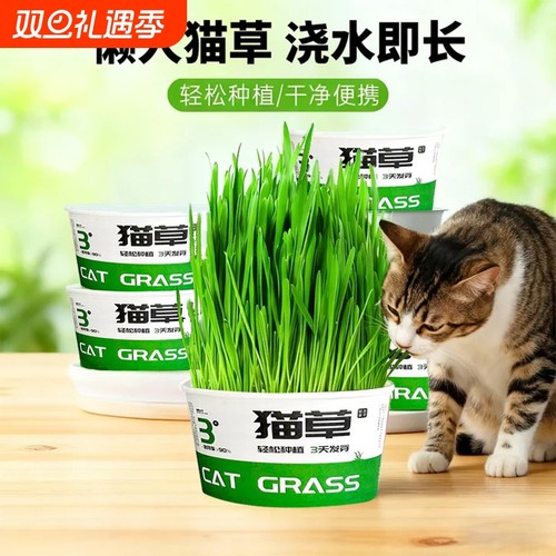 懒人猫草天然化毛草猫咪磨牙