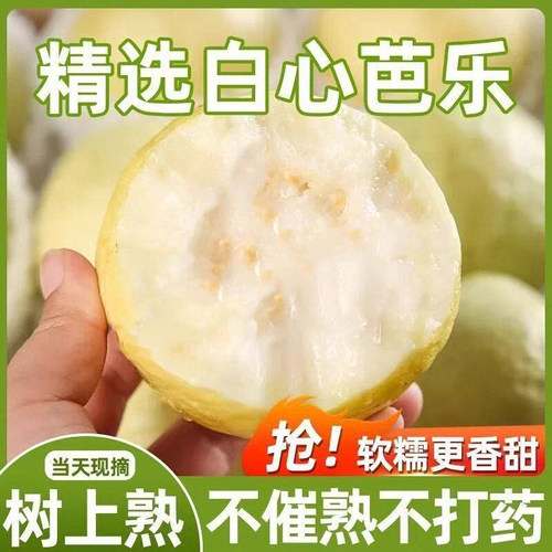 福建漳州高山芭乐新鲜水果包邮软心白心鸡屎果应季软糯番石榴低糖