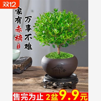 小叶赤楠盆景老桩苗紫檀微景观