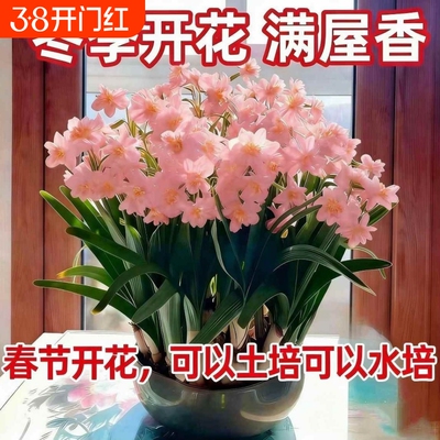重瓣水仙花直发水仙水仙花矮化室内水培开花春节香味植物年货冬天