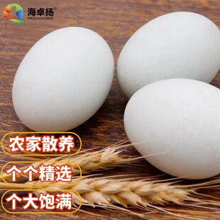 生鸭蛋50g 60g正宗农家散养生鸭蛋新鲜蛋香浓郁个大饱满颗颗精选