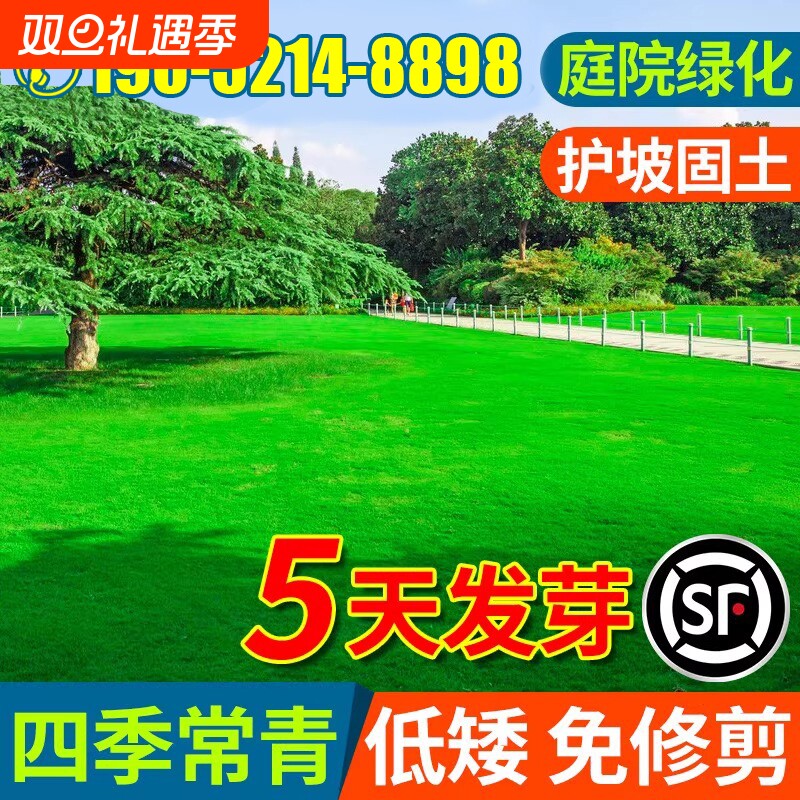 草坪草籽四季常青庭院矮生地毯草马尼拉护坡狗牙根绿化黑麦草种子