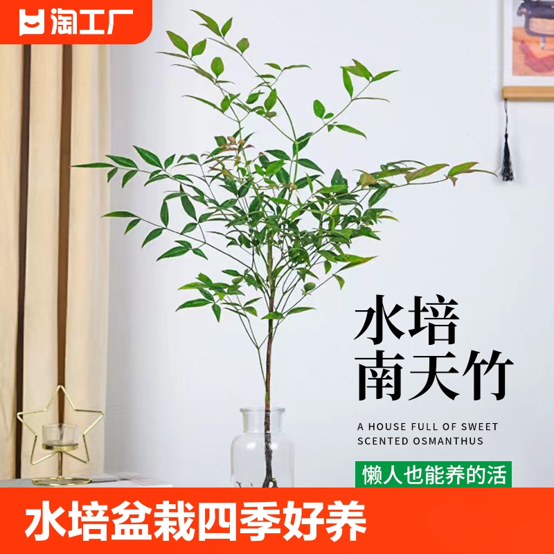 水培南天竹盆栽四季好养水养室内客厅桌面植物绿植吊钟马醉木花卉