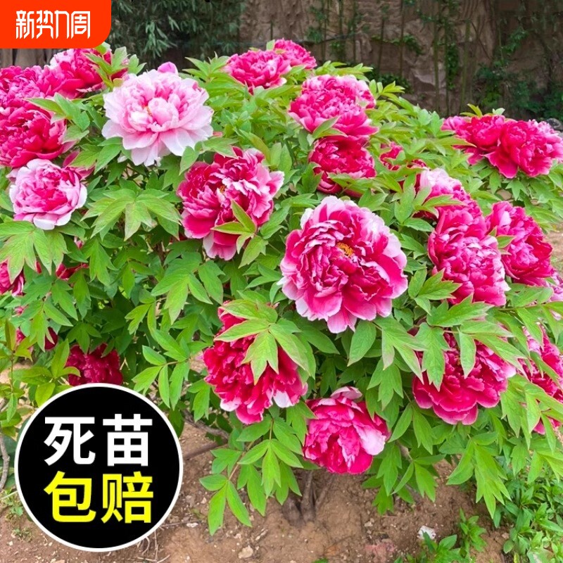 正宗牡丹花苗盆栽重瓣带花苞洛阳牡丹花大树苗老桩菏泽红牡丹花王