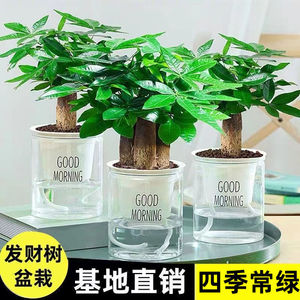 发财树小盆栽花卉绿植物办公室内吸甲醛绿萝文竹水培发财树好养