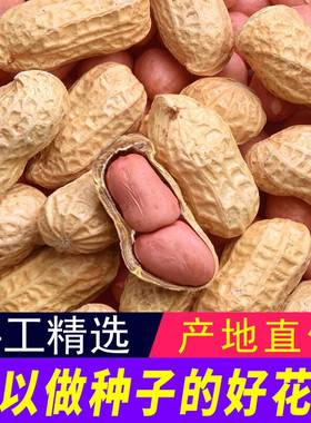 河南带壳花生生的粉皮农家当季新货整箱5斤高产种批发新鲜散装