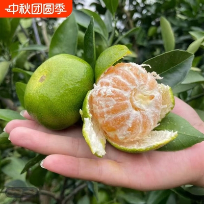 江西赣州寻乌青皮蜜桔