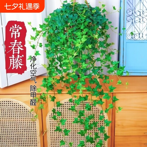 常春藤室内盆栽苗|超1000次加购