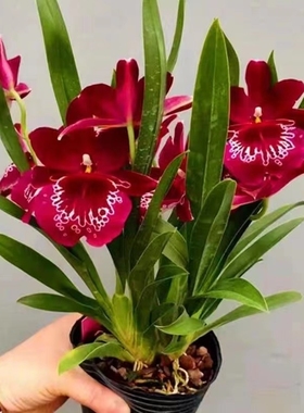 超低价中国红文心兰开花特香室内盆栽花卉绿植客厅花期