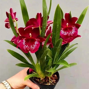 超低价中国红文心兰开花特香室内盆栽花卉绿植客厅花期