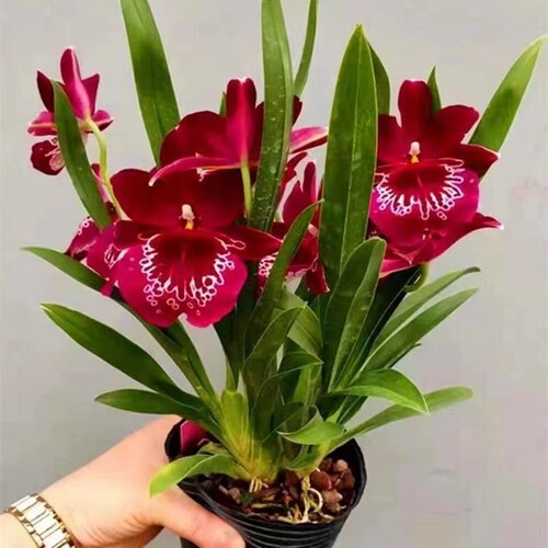 超低价中国红文心兰开花特香室内盆栽花卉绿植客厅花期