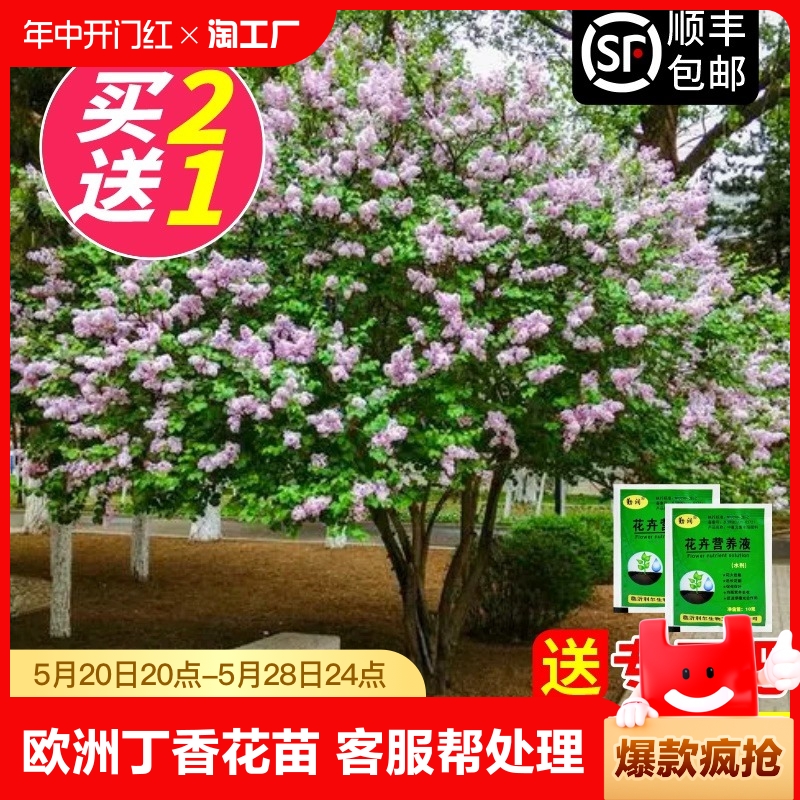 树苗盆栽阳台室内外四季花卉植物欧洲丁香花苗嫁接基地品种开花 鲜花速递/花卉仿真/绿植园艺 时令草本花卉 原图主图