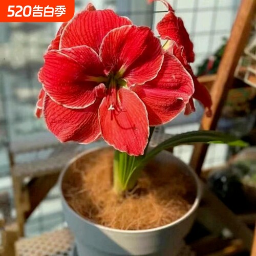 荷兰进口重瓣朱顶红种球室内外盆栽花卉值物易活花卉现挖特大种球