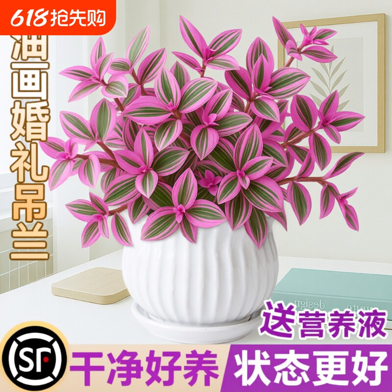 油画婚礼吊兰盆栽室内花卉绿植多肉植物锦水培客厅冬季阳台垂吊