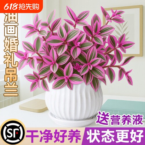 油画婚礼吊兰盆栽室内花卉绿植多肉植物锦水培客厅冬季阳台垂吊