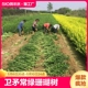 卫矛冬青常绿植物珊瑚树苗庭院花坛围栏篱笆特大叶黄杨客厅阳台