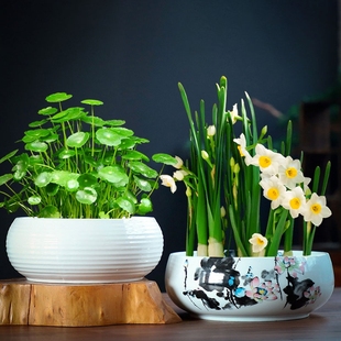 水仙花盆陶瓷大号无孔铜钱草专用一叶莲碗莲盆多肉大口径水培紫砂