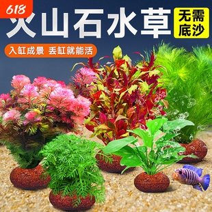 火山石水草植物鱼缸造景真草水培蜈蚣草水榕阴性绿菊净化水质套餐