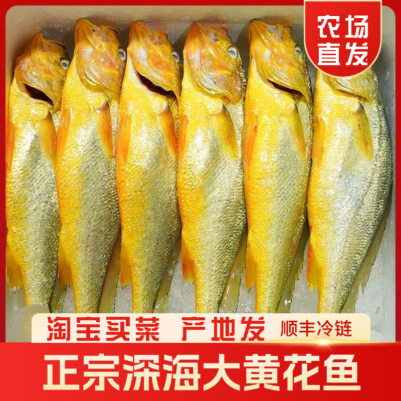 福建深海大黄花鱼生态大黄鱼海鲜水产鲜活黄鱼活冻冰鲜发货海鱼