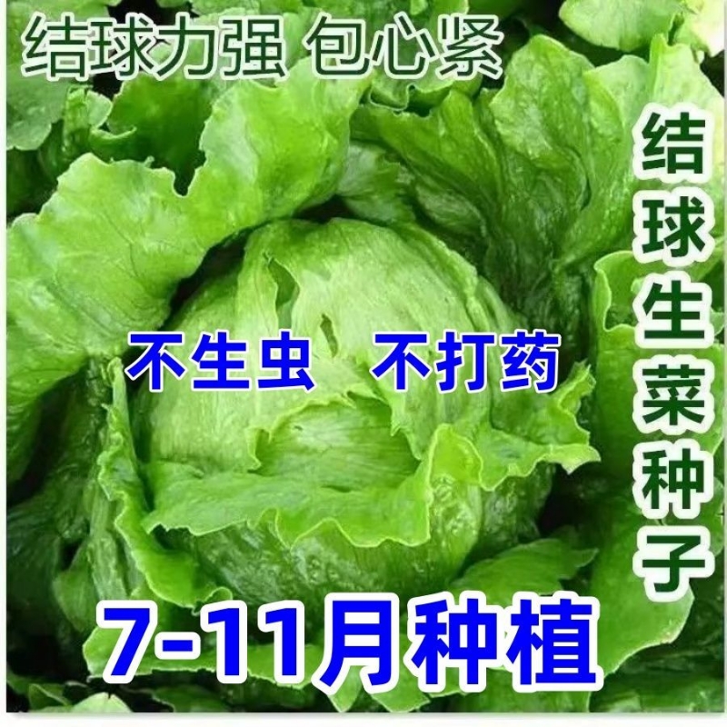 结球生菜种子奶油球形生菜籽包心生菜种子沙拉生菜球四季蔬菜种子