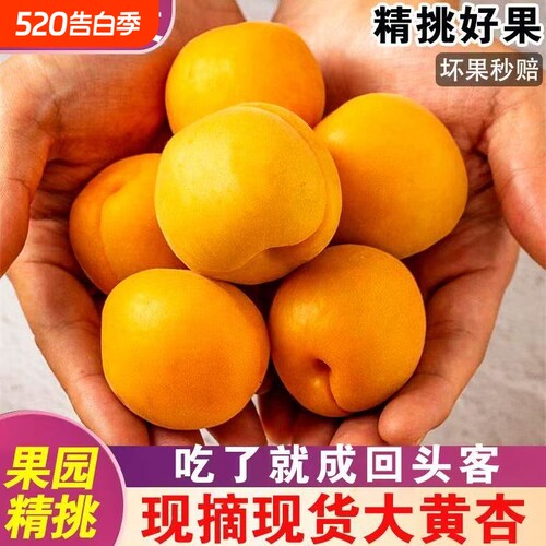 【头茬】现货微黄杏子金太阳应季半青半黄水果孕妇新鲜整箱包邮