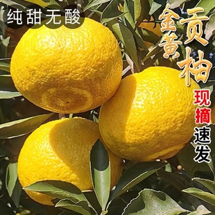湖南怀化黄金贡柚新鲜水果9斤甜柚手剥柚子当季现摘象山柚纯甜