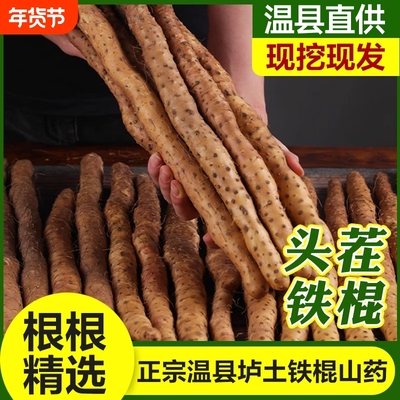 垆土铁棍山药正宗河南焦作温县