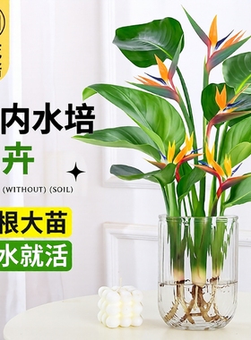 天堂鸟水培植物花卉室内客厅桌面好养活绿植盆栽鹤望兰吸甲醛四季