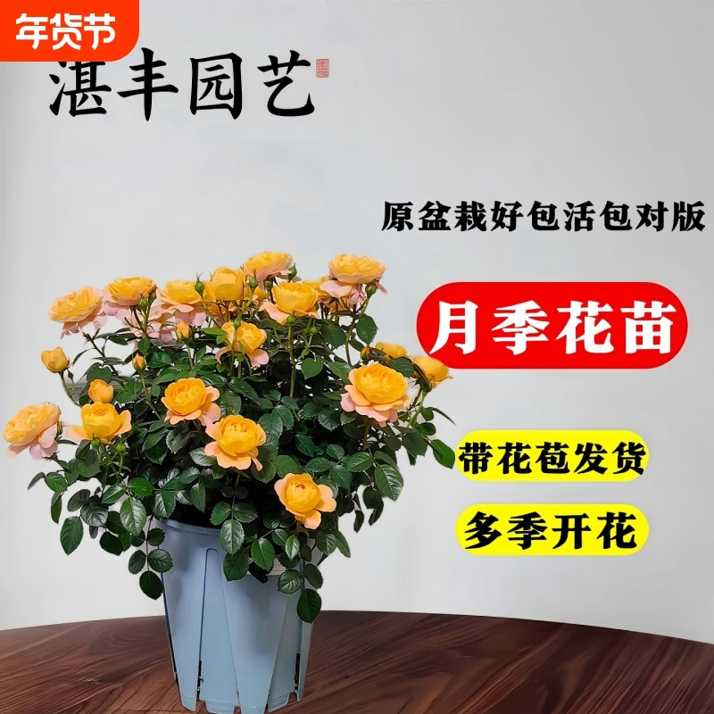 月季花苗四季开月季盆栽特大耐寒爬藤带花苞果汁阳台植物花卉庭院,鲜花速递/花卉仿真/绿植园艺,月季/蔷薇/玫瑰,淘宝优惠券,粉丝福利购,淘宝优惠卷