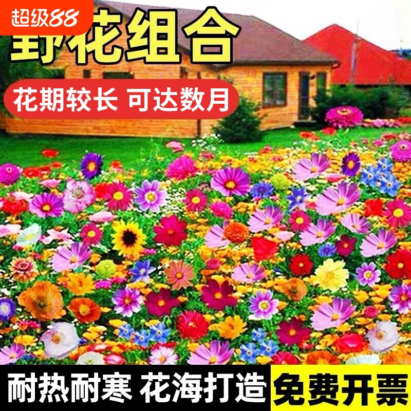野花组合花种子四季播种开花室外矮生花种籽子庭院格桑花种孑大全