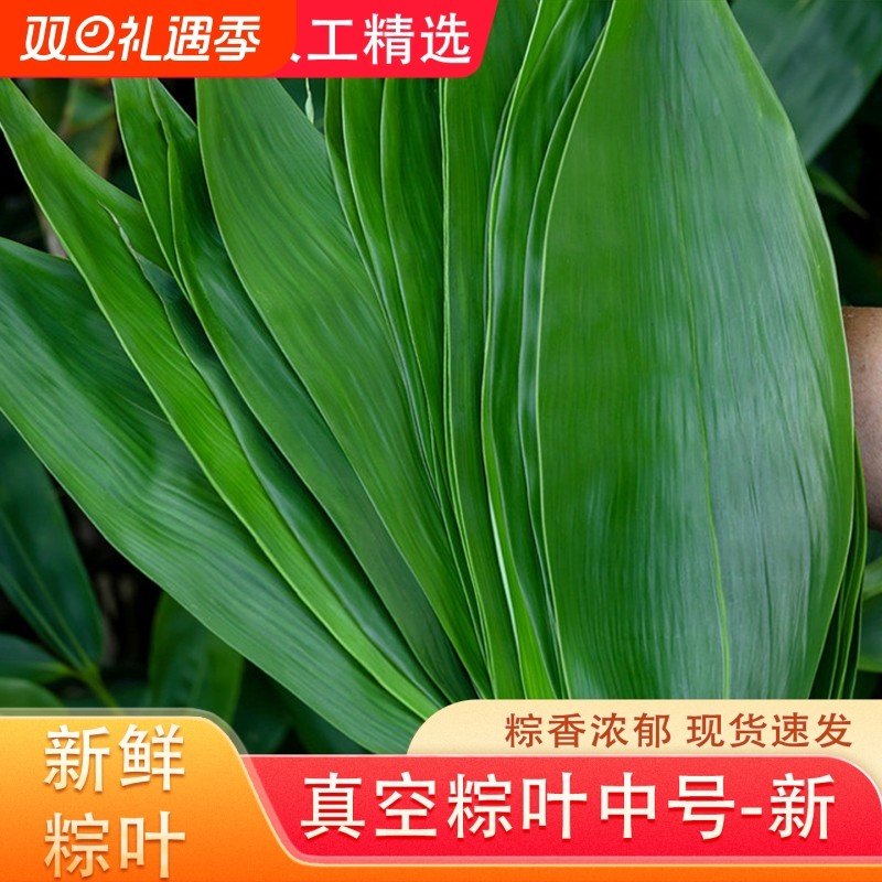 粽叶端午粽子叶包粽子专用大粽叶天然野生现摘箬叶真空装粽叶专用