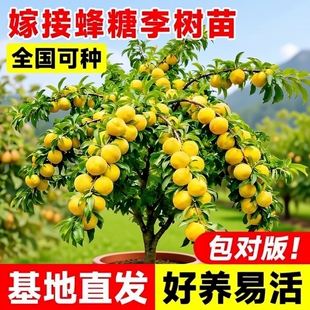 种冰糖特大号南方北方种植果树果苗脆甜 正宗嫁接蜂糖李子树苗新品