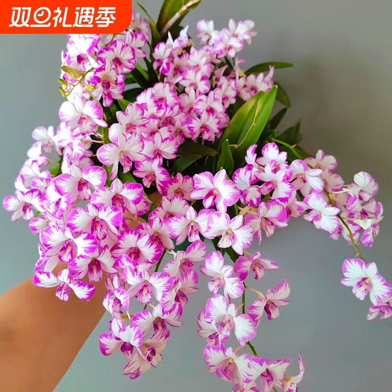 现带花红泼墨石斛盆栽秋石斛兰花苗花卉绿植净化空气好养香水客厅