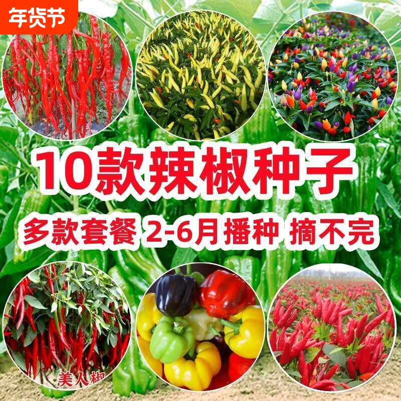 10款辣椒种子牛角辣五彩椒美人椒朝天椒青椒春季四季籽种苗蔬菜孑