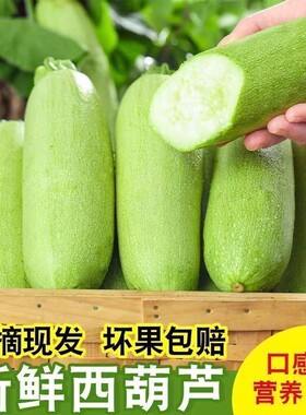 现摘云南大理农家西葫芦