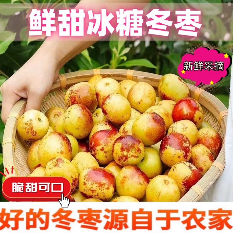 正宗冬枣脆甜新鲜大果应季整箱枣子现摘脆枣冰糖大枣5斤当季水果