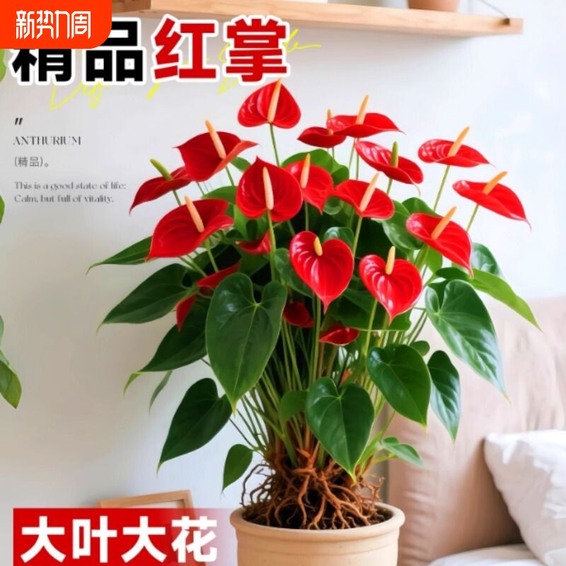 特大号红掌盆栽带花大叶大花客厅绿植室内好养植物办公室桌面花卉