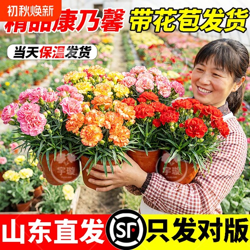 带花康乃馨盆栽带花苞四季花卉室内耐寒阳台植物好养易活开花重瓣