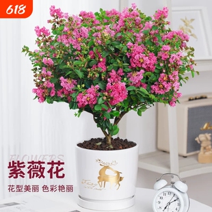 紫薇花树苗盆栽带花四季花卉植物阳台庭院耐热绿植百日红老桩盆景