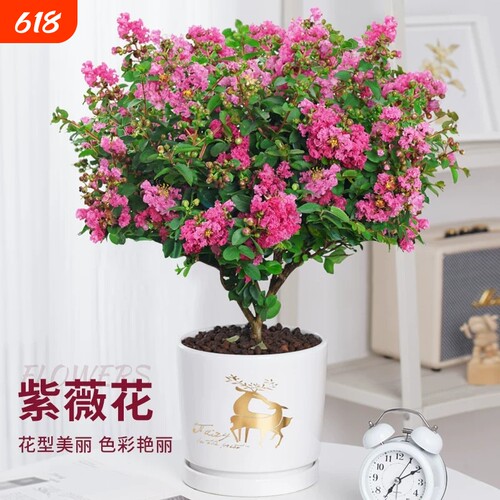 紫薇花树苗盆栽带花四季花卉植物阳台庭院耐热绿植百日红老桩盆景