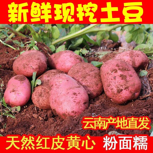 新鲜云南红皮黄心土豆马铃薯现挖自种软糯香甜洋芋马铃薯当季蔬菜