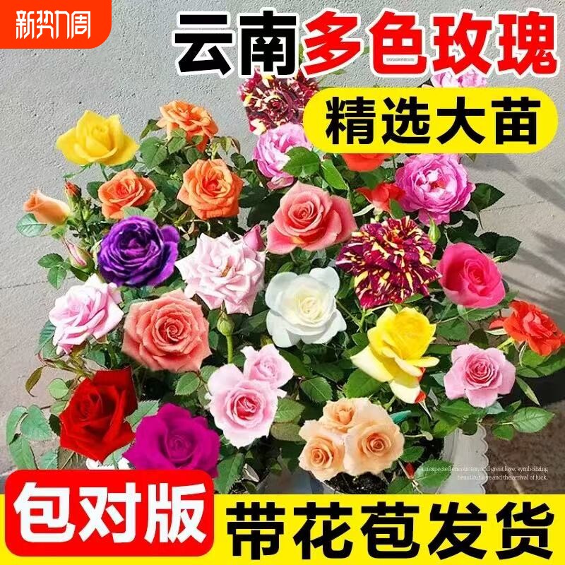 四季钻石玫瑰盆栽带花苞月季蔷薇花大花浓香四季花卉盆栽开花不断