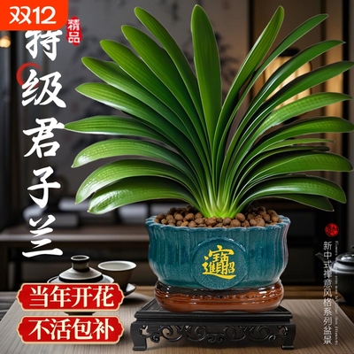 君子兰盆栽带花苞绿植花卉
